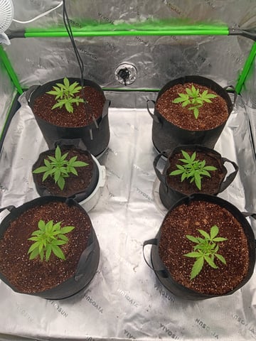 1st tent grow — vegetative, day 19
