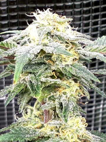 Blueberry critical kush x purple peyote wifi  and one L.a kush cake . — flower, day 32