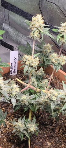 Alaskan bananaberry auto — flower, day 64