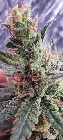 train wreck — flower, day 94