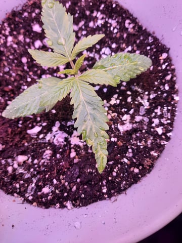 missing pieces — vegetative, day 14