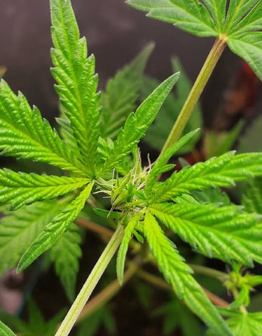 Plant 10A — flower, day 61