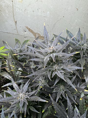 First grow — flower, day 130