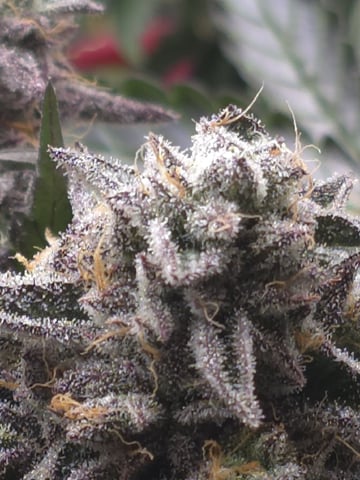 Divine Gelato 3 x Blue Zushi x 44 Photo — flower, day 102