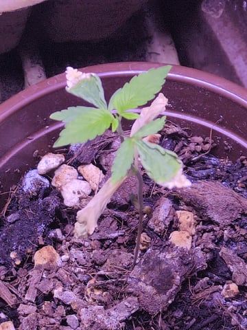 Audrey III — seedling_rooting, day 22