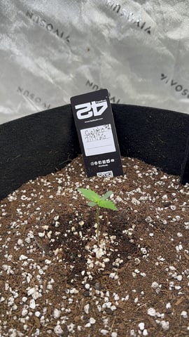 Good Genetix Vs. Fast Budz  — auto, day 4