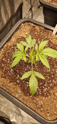 New Strains — vegetative, day 26
