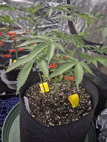 Grow 1 2026 Gelato Rainbow Sherbert  — vegetative, day 44