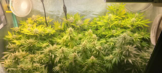 $chooners Grow — flower, day 25