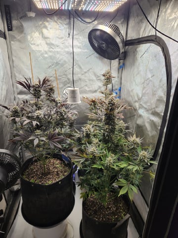 Rings of Saturn & Ghostboosters - Apollo Haze Artisanal Line — flower, day 80