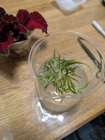 Plant in a test tube — seedling_rooting, day 93