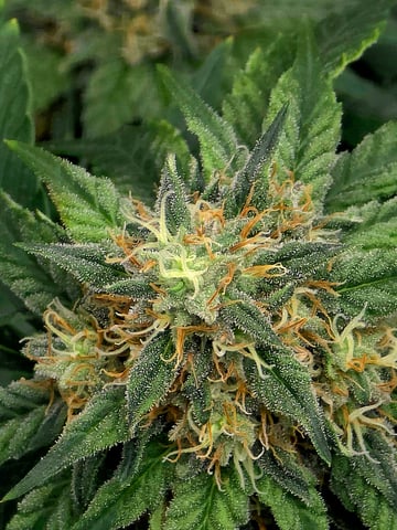 Homegrown - 🍒 🥧 & GSC Auto, 🚀 Seeds 🍌 Buttercups  — flower, day 69