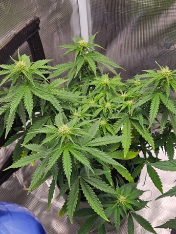 3 bears auto flower  — flower, day 38