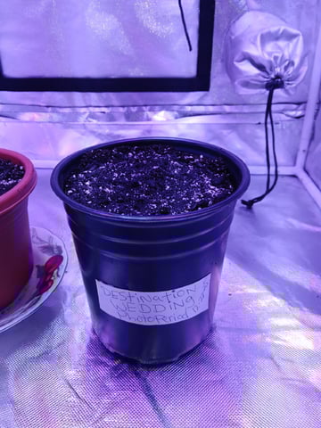 CountryG  — seedling_rooting, day 5