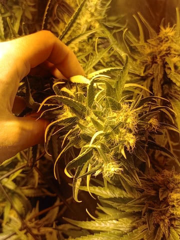 mr — flower, day 101