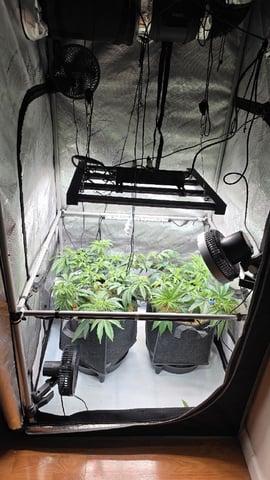 Strawberry Sugar  — vegetative, day 50