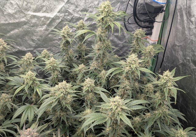 Perpetual Autoflower Mixed Grow #3 — flower, day 65