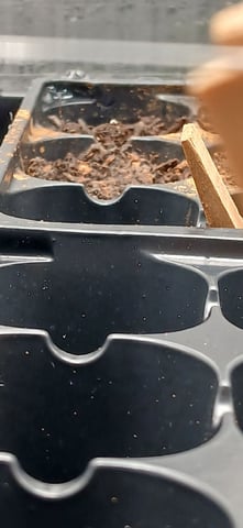 Summer Peppers — germination, day 7