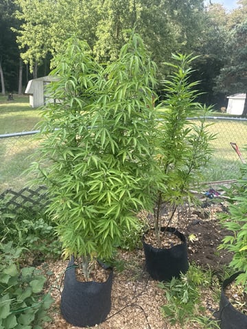 Outdoor 26 — vegetative, day 34