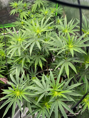 Phx_Freedom — flower, day 61