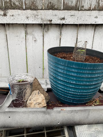 My First Grow — seedling_rooting, day 15