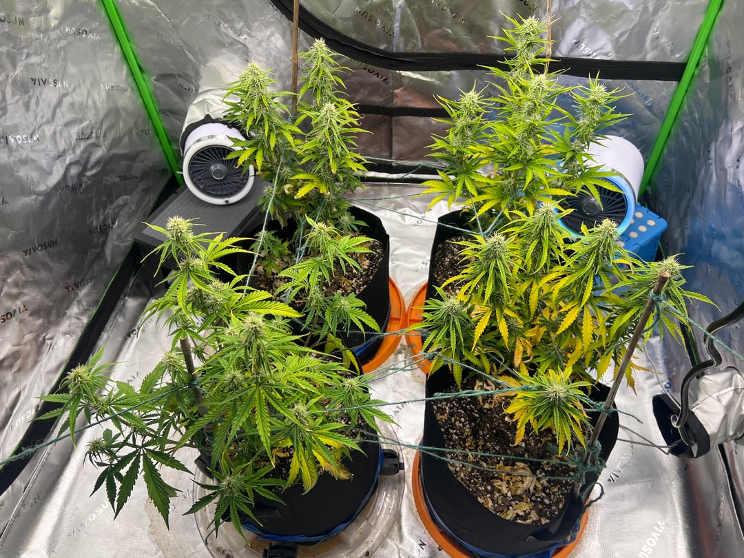  Acapulco gold auto flour 