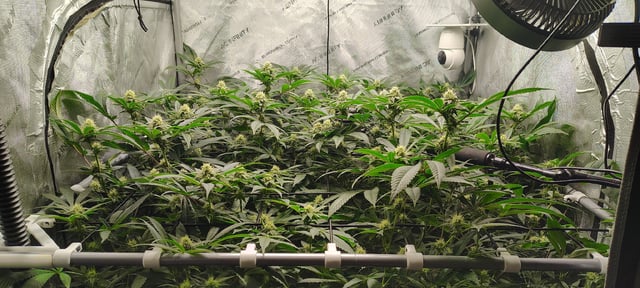 Punch Mints — flower, day 32