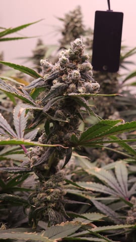 DNA Genetics Kosher Cookies rockwool run round 2 — flower, day 100