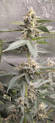 Early Girl — flower, day 70