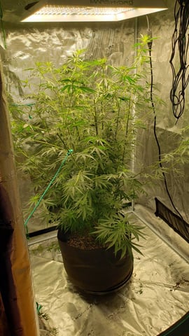 Big Momma Blue Dream  — vegetative, day 1