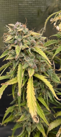 first grow — flower, day 77