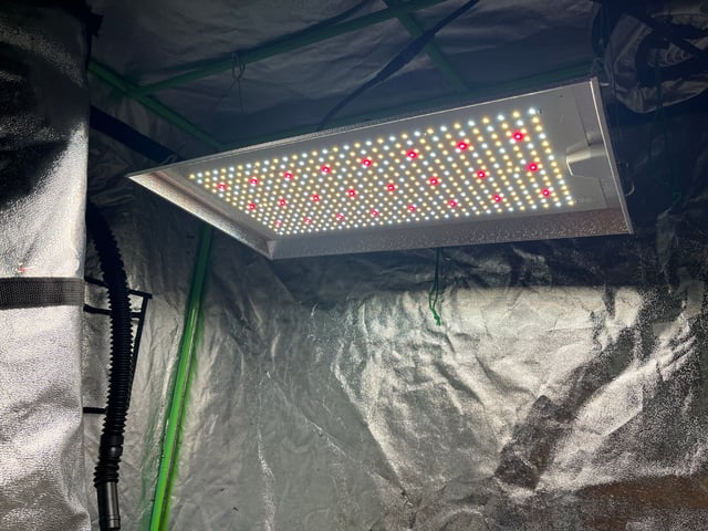 Lavender and Anesthesia Auto — vegetative, day 29