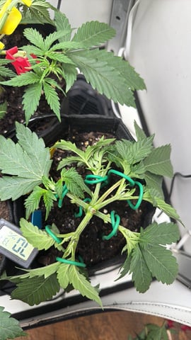Midsummer Outdoor — vegetative, day 23