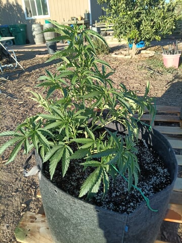 first 4 — vegetative, day 13