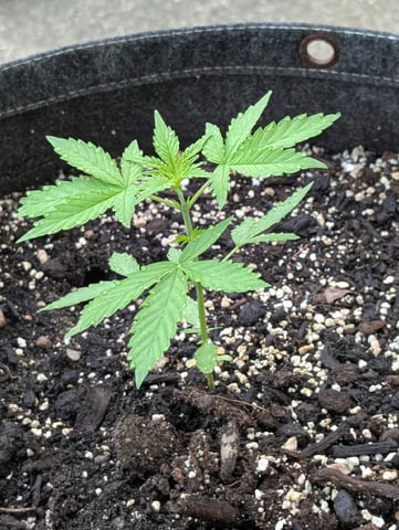 Gorilla Cookies Auto
