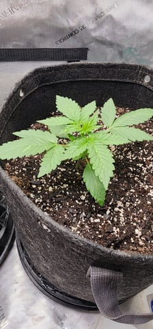 FastBuds Trainwreck Auto — vegetative, day 21