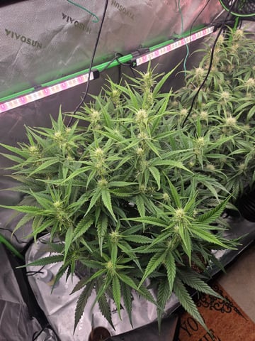 Northern Lights / Banana Kush — flower, day 67