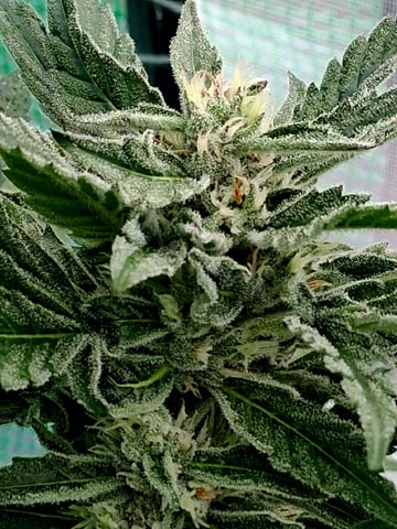 Banana Daddy Auto — flower, day 1