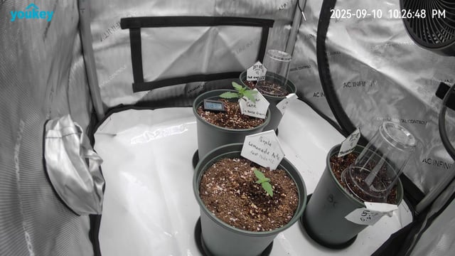 Fast Buds - Purp Lemonade — seedling_rooting, day 11