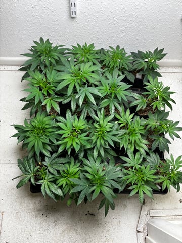 Pink Passion Fruit — flower, day 49