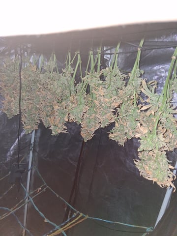 Blueberry OG Kush — flower, day 46