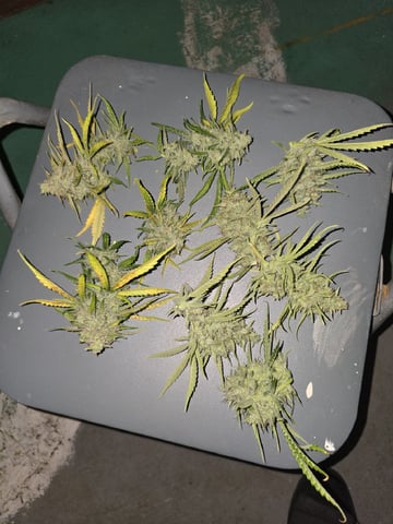 3rd Auto Grow — flower, day 104