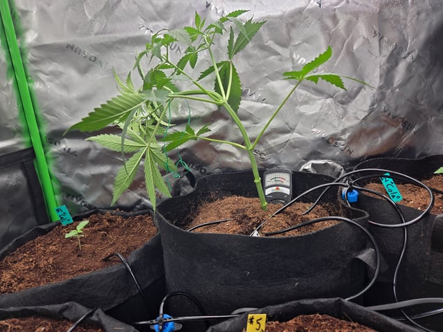 "Wedding Crasher"  Grow#2 — vegetative, day 44