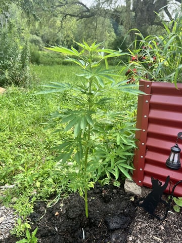 Banjo (Adam’s Plant) — flower, day 40