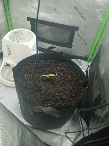 Critical Purple Kush — vegetative, day 18