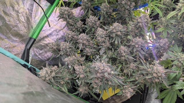 Perpetual Autoflower Mixed Grow #3 — flower, day 76