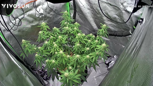 Pine (Auto) 2025 - 0 — flower, day 64