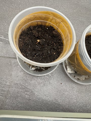 Grow 2 — seedling_rooting, day 7