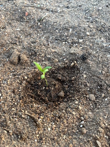 new seeds grow #2 — seedling_rooting, day 13