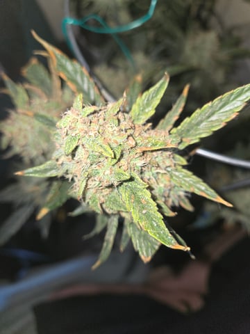 high octane x holy grail  — auto, day 33